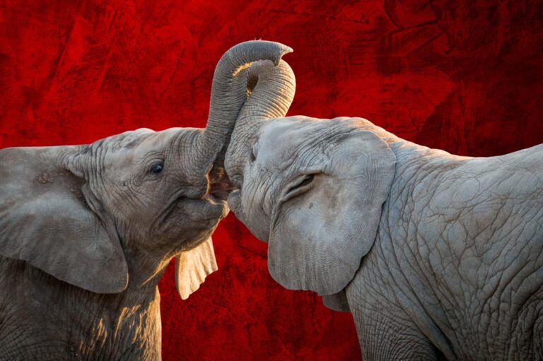 Elephant Attack Kills Two Tourists in Zambia